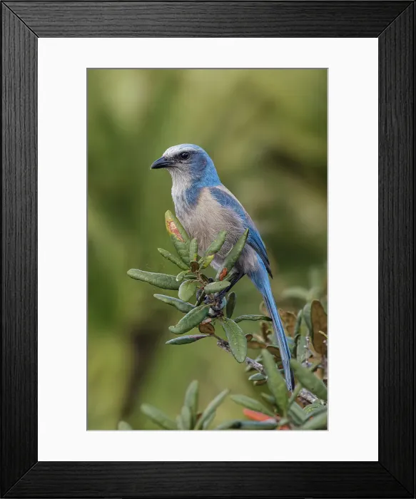 Framed Print : Florida scrub jay, Merritt Island National Wildlife Refuge, Florida Date: 19-02-2020 Framed Print : Florida scrub jay, Merritt Island National Wildlife Refuge, Florida Date: 19-02-2020