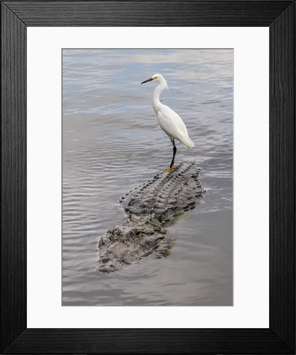Framed Print : Snowy Egret riding on top of American alligator, Florida Date: 31-12-1999 Framed Print : Snowy Egret riding on top of American alligator, Florida Date: 31-12-1999