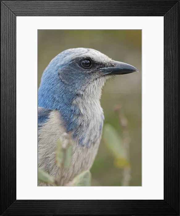 Framed Print : Florida scrub jay, Merritt Island National Wildlife Refuge, Florida Date: 19-02-2020 Framed Print : Florida scrub jay, Merritt Island National Wildlife Refuge, Florida Date: 19-02-2020