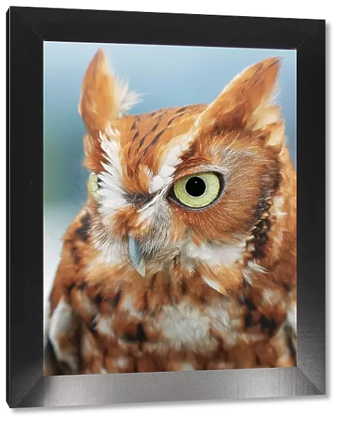 Eastern screech owl, Florida Date: 20-02-2020