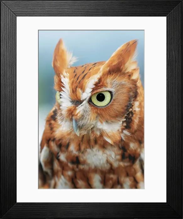 Framed Print : Eastern screech owl, Florida Date: 20-02-2020 Framed Print : Eastern screech owl, Florida Date: 20-02-2020