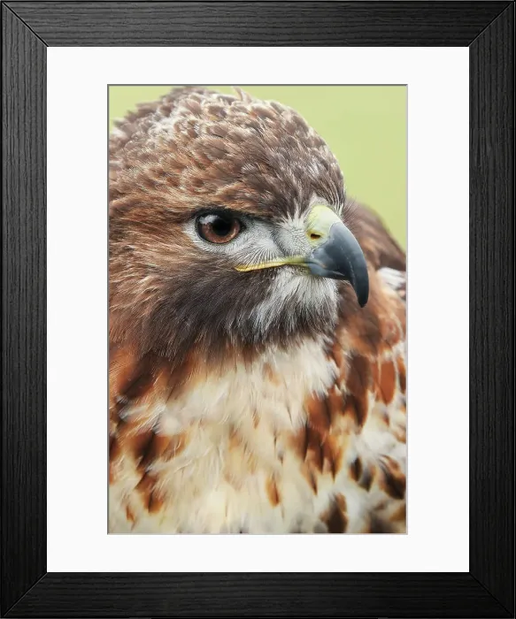 Framed Print : Red-tailed hawk, Florida Date: 20-02-2020 Framed Print : Red-tailed hawk, Florida Date: 20-02-2020