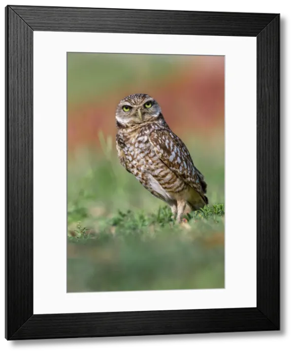 Framed Print : Burrowing owl, Cape Coral, Florida Date: 11-01-2019 Framed Print : Burrowing owl, Cape Coral, Florida Date: 11-01-2019