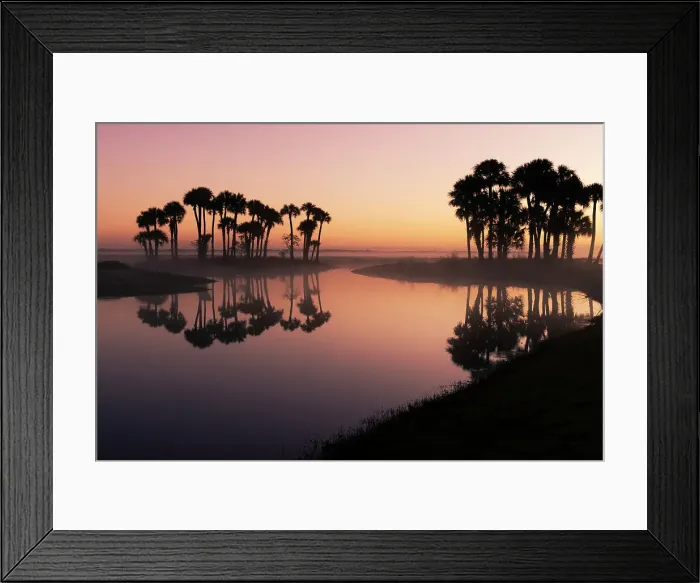 Framed Print : Sable palms silhouetted at sunrise on the Econlockhatchee River, a blackwater tributary of the St. Johns River, near Orlando, Florida Date: 11-03-2021 Framed Print : Sable palms silhouetted at sunrise on the Econlockhatchee River, a blackwater tributary of the St. Johns River, near Orlando, Florida Date: 11-03-2021