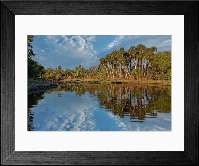 Framed Print : Sable palms reflected on the Econlockhatchee River, a blackwater tributary of the St. Johns River, near Orlando, Florida Date: 11-03-2021 Framed Print : Sable palms reflected on the Econlockhatchee River, a blackwater tributary of the St. Johns River, near Orlando, Florida Date: 11-03-2021
