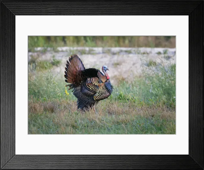 Framed Print : Osceola turkey, near Stick Marsh, Florida Date: 10-03-2021