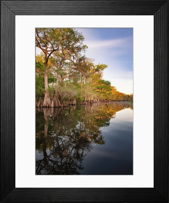Framed Print : Early spring view of cypress trees reflecting on blackwater area of St. Johns River, central Florida. Date: 12-03-2021 Framed Print : Early spring view of cypress trees reflecting on blackwater area of St. Johns River, central Florida. Date: 12-03-2021