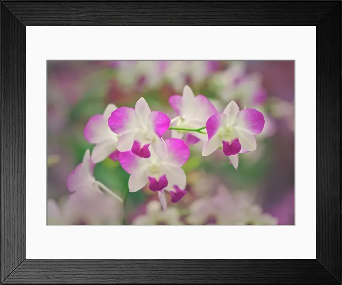Framed Print : Hybrid Orchids. Selby Gardens, Sarasota, Florida Date: 26-09-2004