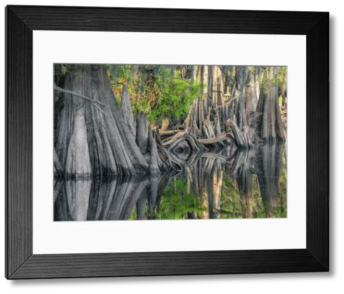 Framed Print : Early spring view of cypress trees reflecting on blackwater area of St. Johns River, central Florida. Date: 12-03-2021 Framed Print : Early spring view of cypress trees reflecting on blackwater area of St. Johns River, central Florida. Date: 12-03-2021