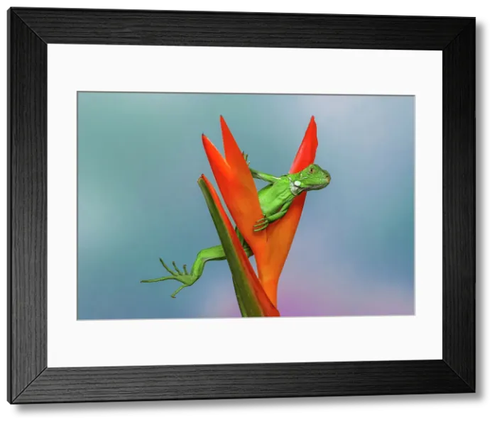 Framed Print : Juvenile Iguana lounging in red bromeliad, Florida Date: 31-12-1999