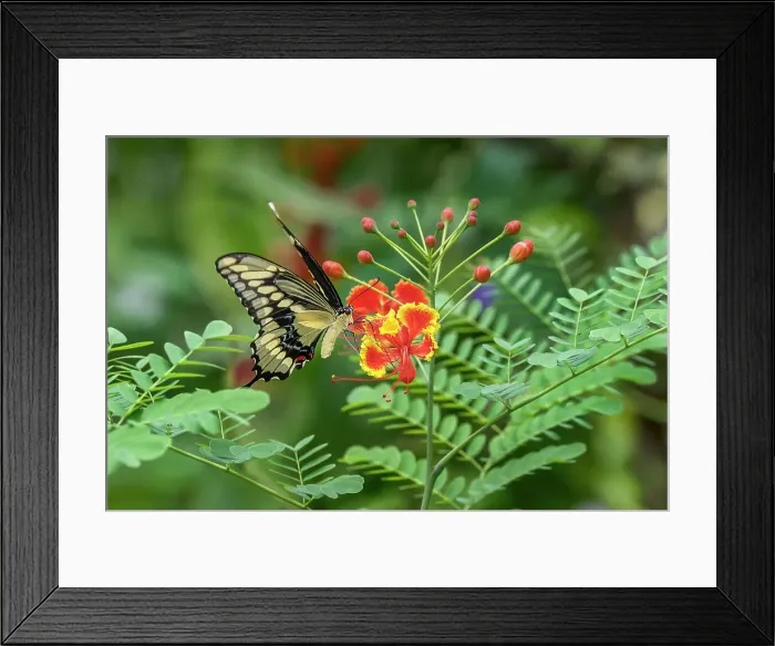 Framed Print : Eastern tiger swallowtail, Florida Date: 31-12-1999 Framed Print : Eastern tiger swallowtail, Florida Date: 31-12-1999