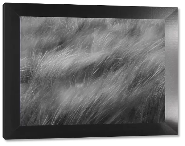 Abstract black and white view of grasses blowing in the wind, Merritt Island National Wildlife Refuge, Florida Date: 31-12-1999