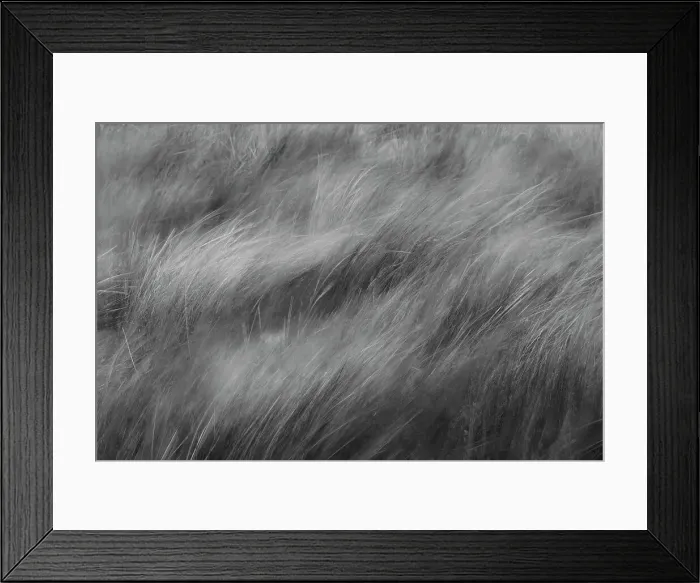 Framed Print : Abstract black and white view of grasses blowing in the wind, Merritt Island National Wildlife Refuge, Florida Date: 31-12-1999