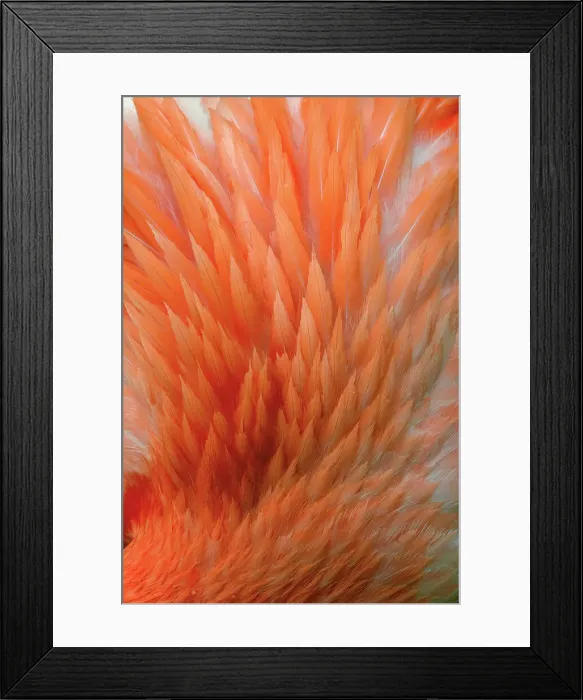 Framed Print : Pink feather pattern on back of flamingo, Florida. Date: 31-12-1999 Framed Print : Pink feather pattern on back of flamingo, Florida. Date: 31-12-1999