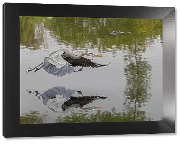 Great blue heron flying with reflection, Merritt Island National Wildlife Refuge, Florida Date: 31-12-1999