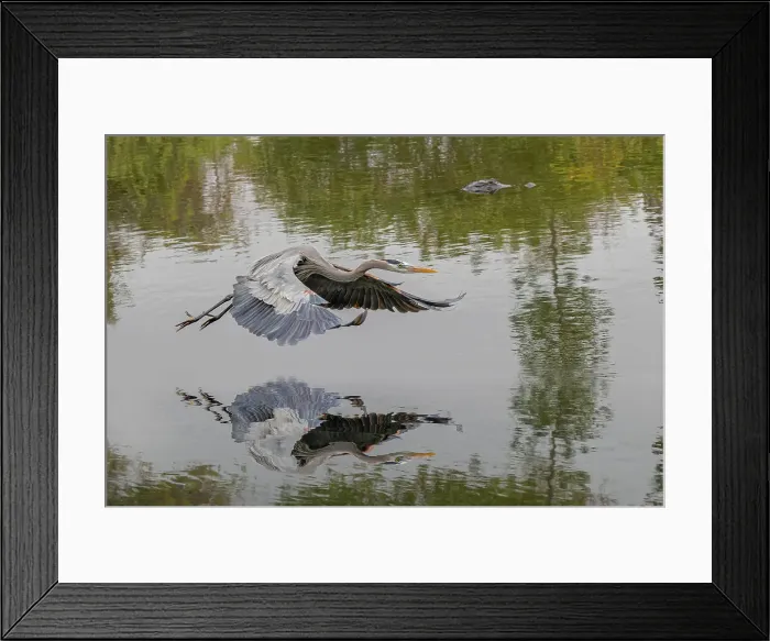 Framed Print : Great blue heron flying with reflection, Merritt Island National Wildlife Refuge, Florida Date: 31-12-1999 Framed Print : Great blue heron flying with reflection, Merritt Island National Wildlife Refuge, Florida Date: 31-12-1999