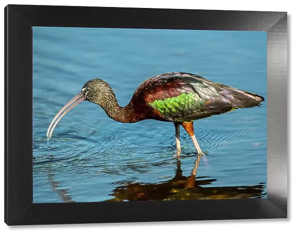 USA, Florida, Sarasota, Myakka River State Park, Glossy Ibis Date: 16-03-2020
