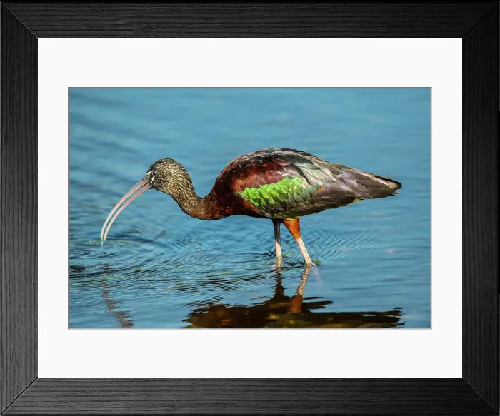 Framed Print : USA, Florida, Sarasota, Myakka River State Park, Glossy Ibis Date: 16-03-2020