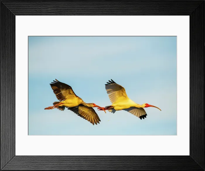 Framed Print : USA, Florida, Sarasota, Myakka River State Park, White Ibis flying Date: 21-03-2020 Framed Print : USA, Florida, Sarasota, Myakka River State Park, White Ibis flying Date: 21-03-2020