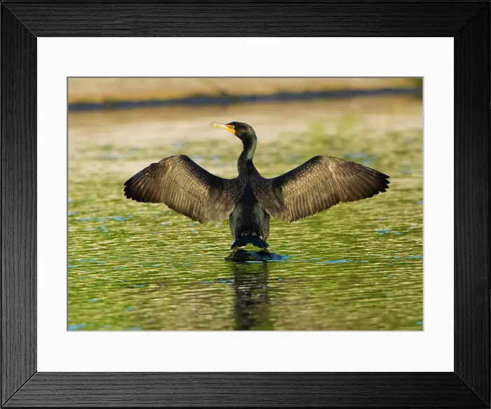 Framed Print : USA, Florida, Sarasota, Myakka River State Park, Double-crested Cormorant Date: 21-03-2020 Framed Print : USA, Florida, Sarasota, Myakka River State Park, Double-crested Cormorant Date: 21-03-2020
