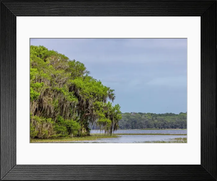 Framed Print : Usa, Florida. Cypress trees around Lochloosa Lake Date: 23-03-2021 Framed Print : Usa, Florida. Cypress trees around Lochloosa Lake Date: 23-03-2021