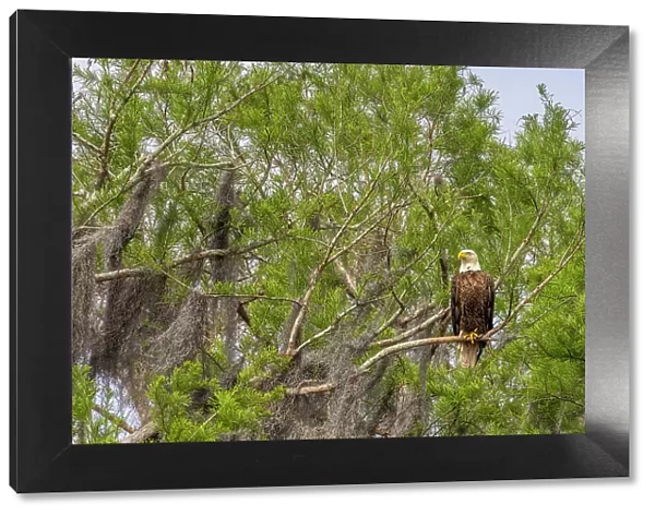 Usa, Florida. Bald eagle sitting in trees around Lochloosa Lake Date: 23-03-2021