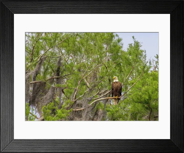 Framed Print : Usa, Florida. Bald eagle sitting in trees around Lochloosa Lake Date: 23-03-2021 Framed Print : Usa, Florida. Bald eagle sitting in trees around Lochloosa Lake Date: 23-03-2021
