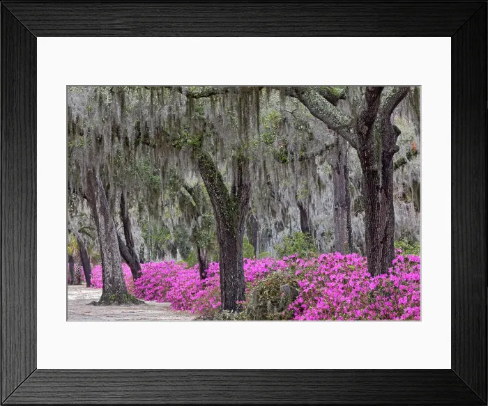 Framed Print : Live oak trees draped in Spanish moss and azaleas in full bloom in spring, Bonaventure Cemetery, Savannah, Georgia Date: 24-03-2013 Framed Print : Live oak trees draped in Spanish moss and azaleas in full bloom in spring, Bonaventure Cemetery, Savannah, Georgia Date: 24-03-2013