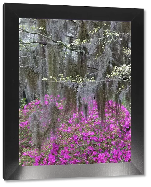 Flowering dogwood trees and azaleas in full bloom in spring, Bonaventure Cemetery, Savannah, Georgia Date: 24-03-2013