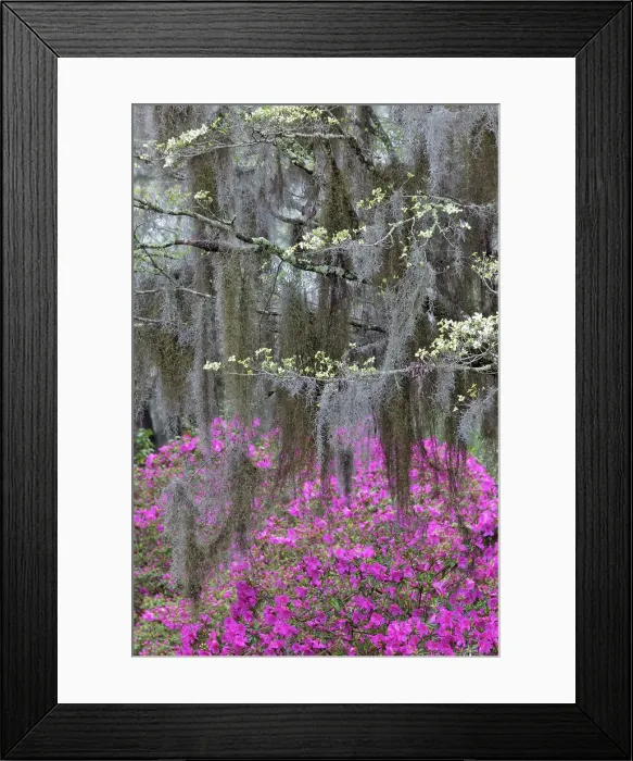 Framed Print : Flowering dogwood trees and azaleas in full bloom in spring, Bonaventure Cemetery, Savannah, Georgia Date: 24-03-2013 Framed Print : Flowering dogwood trees and azaleas in full bloom in spring, Bonaventure Cemetery, Savannah, Georgia Date: 24-03-2013