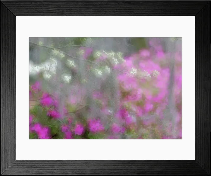 Framed Print : Soft focus view of flowering dogwood trees and azaleas in full bloom in spring, Bonaventure Cemetery, Savannah, Georgia Date: 24-03-2013 Framed Print : Soft focus view of flowering dogwood trees and azaleas in full bloom in spring, Bonaventure Cemetery, Savannah, Georgia Date: 24-03-2013
