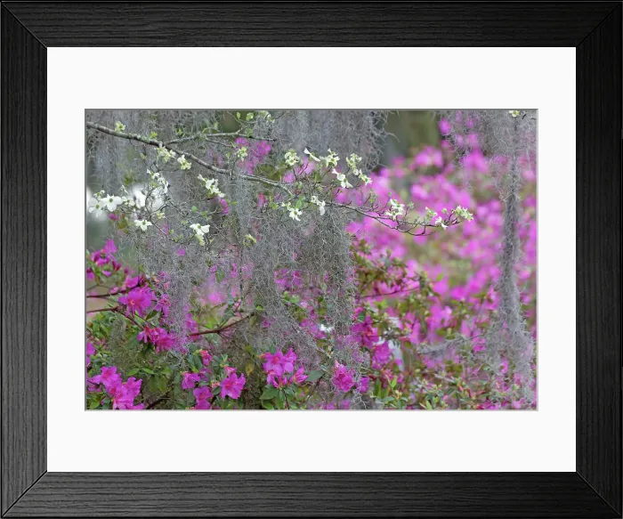 Framed Print : Flowering dogwood trees and azaleas in full bloom in spring, Bonaventure Cemetery, Savannah, Georgia Date: 24-03-2013 Framed Print : Flowering dogwood trees and azaleas in full bloom in spring, Bonaventure Cemetery, Savannah, Georgia Date: 24-03-2013