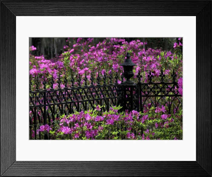Framed Print : Iron fence and azaleas in full bloom, Bonaventure Cemetery, Savannah, Georgia Date: 24-03-2013 Framed Print : Iron fence and azaleas in full bloom, Bonaventure Cemetery, Savannah, Georgia Date: 24-03-2013