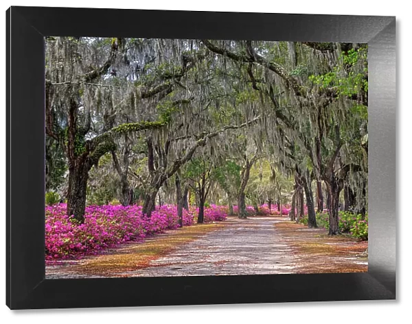Rural road with azaleas and live oaks lining roadway, Bonaventure Cemetery, Savannah, Georgia Date: 23-03-2013