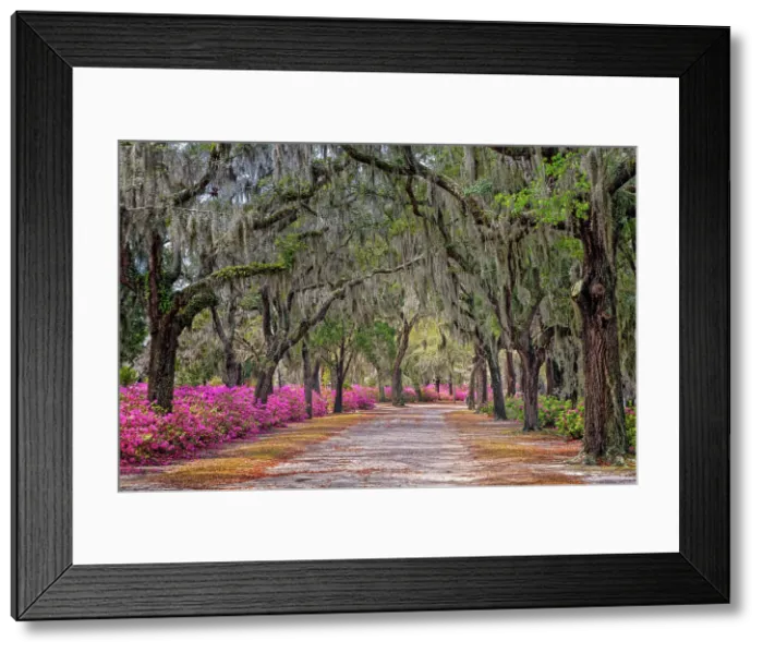 Framed Print : Rural road with azaleas and live oaks lining roadway, Bonaventure Cemetery, Savannah, Georgia Date: 23-03-2013