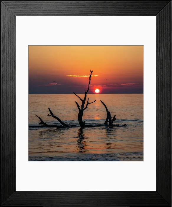 Framed Print : USA, Georgia, Jekyll Island, Sunrise on Driftwood Beach of petrified trees Date: 26-02-2021 Framed Print : USA, Georgia, Jekyll Island, Sunrise on Driftwood Beach of petrified trees Date: 26-02-2021