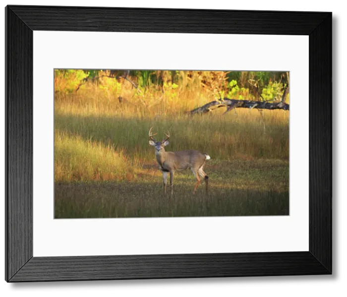 Framed Print : USA, Georgia, Savannah. Buck in the marsh at Skidaway Island. Date: 14-11-2020 Framed Print : USA, Georgia, Savannah. Buck in the marsh at Skidaway Island. Date: 14-11-2020