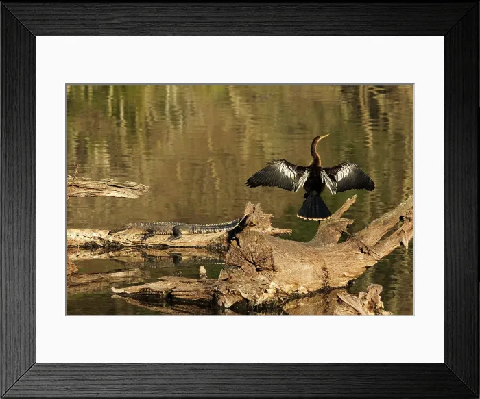 Framed Print : USA, Georgia, Riceboro. Alligator and anhinga sunning on log. Date: 28-12-2020 Framed Print : USA, Georgia, Riceboro. Alligator and anhinga sunning on log. Date: 28-12-2020