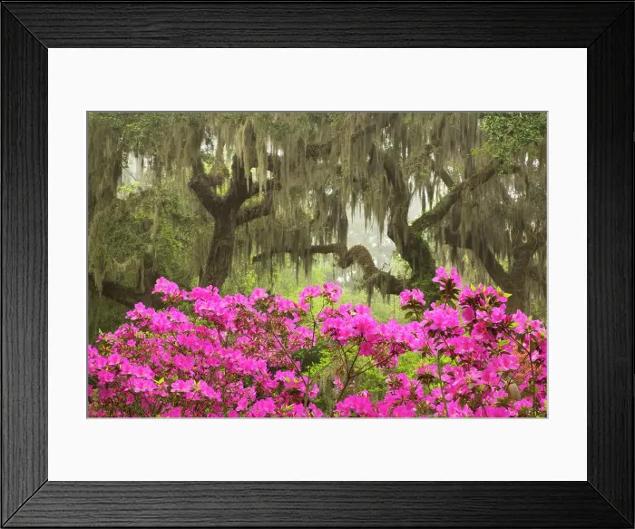 Framed Print : USA, Georgia, Savannah. Oak trees and azaleas at Bonaventure Cemetery in the spring Date: 30-03-2021 Framed Print : USA, Georgia, Savannah. Oak trees and azaleas at Bonaventure Cemetery in the spring Date: 30-03-2021
