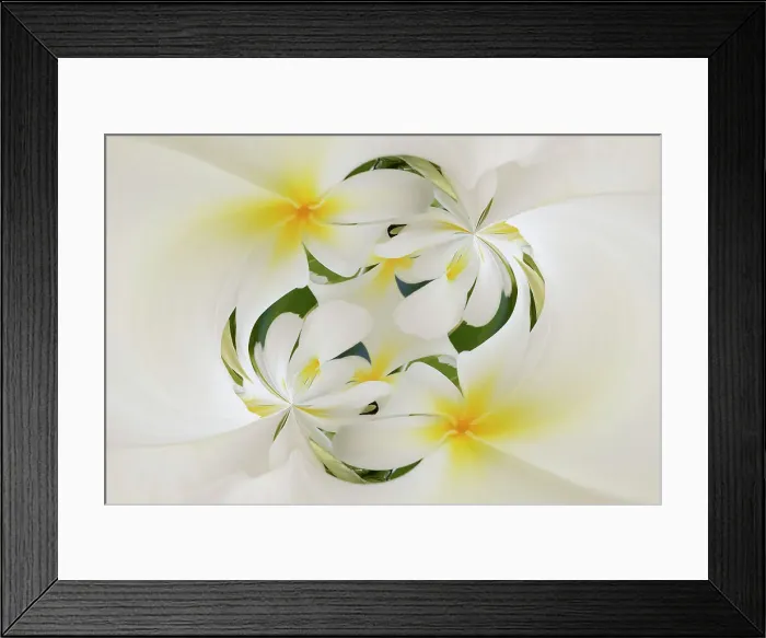 Framed Print : Plumerias a genus of flowering plants in the dogbane family, Maui, Hawaii Date: 01-01-2000 Framed Print : Plumerias a genus of flowering plants in the dogbane family, Maui, Hawaii Date: 01-01-2000