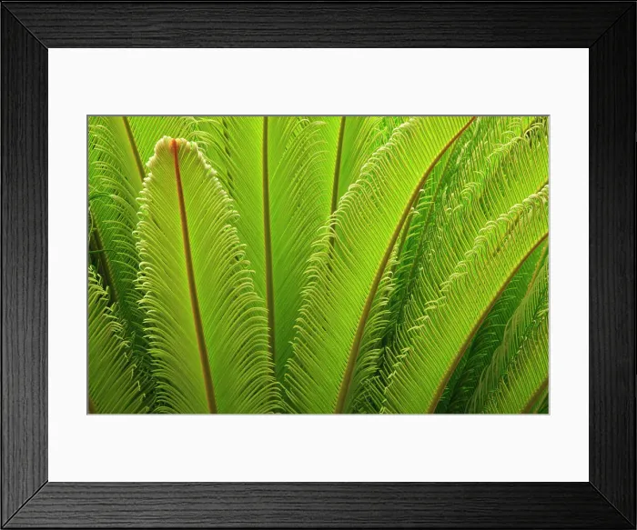Framed Print : USA, Georgia, Savannah. Spring frond growth of a sago palm. Date: 02-06-2021
