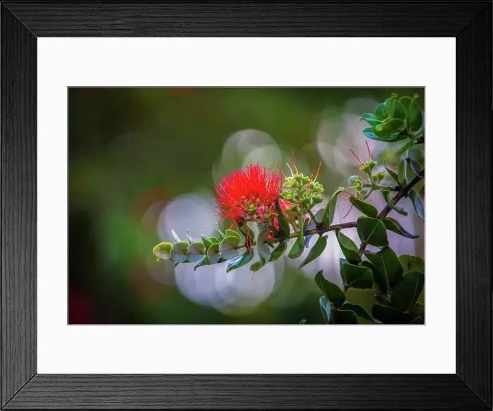 Framed Print : Ohia, Lehua, Flower, Hawaii Date: 27-04-2021 Framed Print : Ohia, Lehua, Flower, Hawaii Date: 27-04-2021