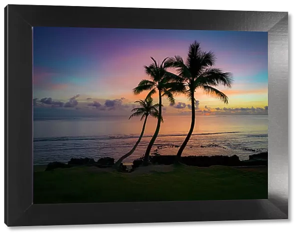 Three coconut palm tree, Sunrise, Hauula, Windward, Oahu, Hawaii Date: 28-04-2021
