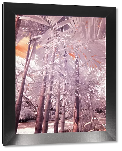 USA, Hawaii, Kauai, Infrared of palm trees of Kauai Date: 07-02-2011