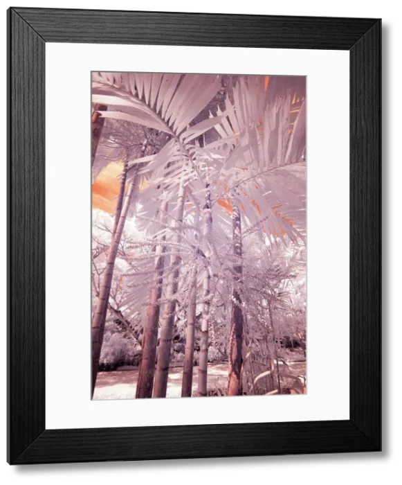Framed Print : USA, Hawaii, Kauai, Infrared of palm trees of Kauai Date: 07-02-2011 Framed Print : USA, Hawaii, Kauai, Infrared of palm trees of Kauai Date: 07-02-2011