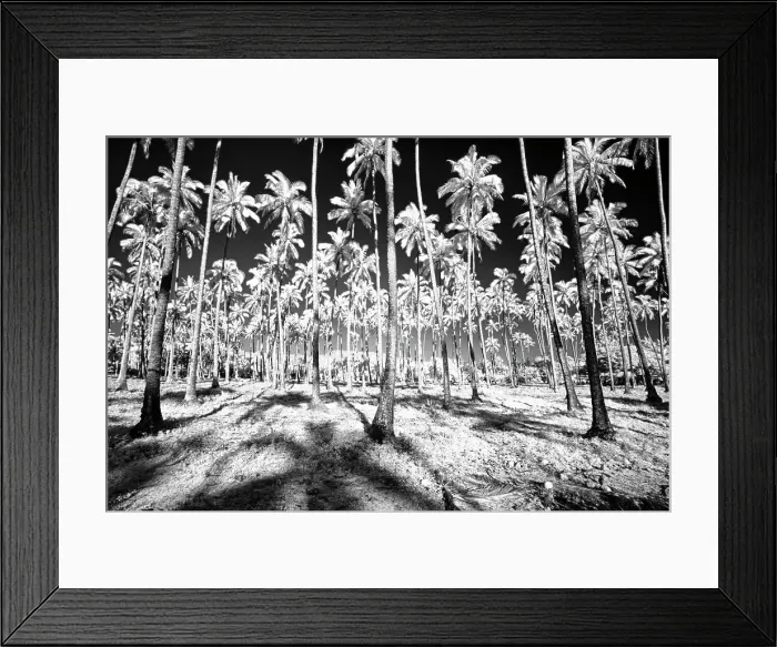 Framed Print : USA, Hawaii, Kauai, Infrared of palm trees of Kauai Date: 18-02-2011