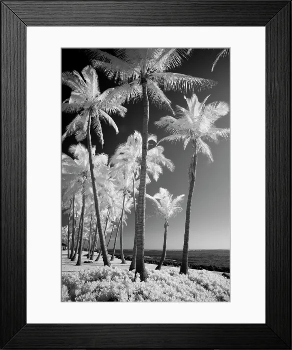 Framed Print : USA, Hawaii, Kauai, Infrared of palm trees of Kauai Date: 02-02-2011 Framed Print : USA, Hawaii, Kauai, Infrared of palm trees of Kauai Date: 02-02-2011