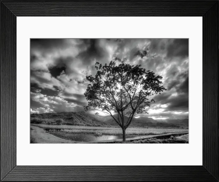 Framed Print : USA, Hawaii, Kauai, Infrared image of Lone tree in Taro fields Date: 02-02-2011 Framed Print : USA, Hawaii, Kauai, Infrared image of Lone tree in Taro fields Date: 02-02-2011