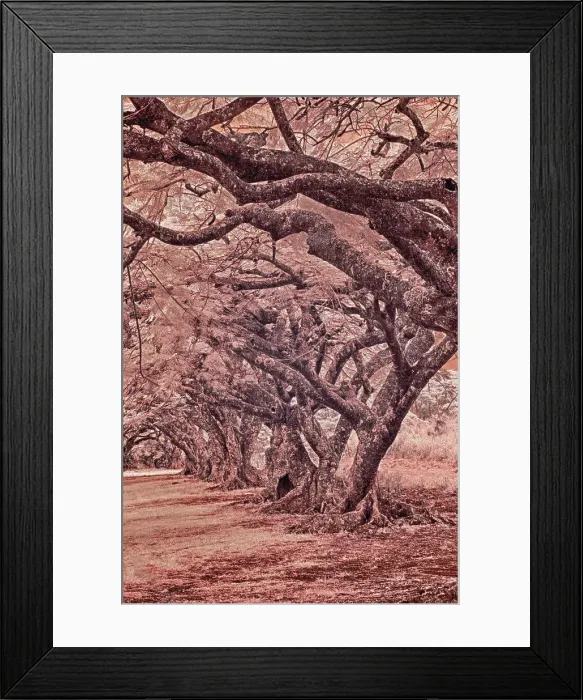 Framed Print : USA, Hawaii, Kauai, Infrared Island of rows of trees on Kauai Date: 06-02-2011 Framed Print : USA, Hawaii, Kauai, Infrared Island of rows of trees on Kauai Date: 06-02-2011