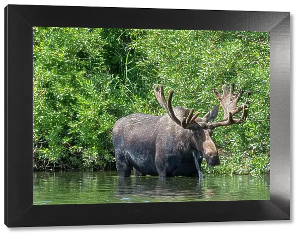 USA, Idaho. Bull Moose in Teton River Date: 04-08-2019